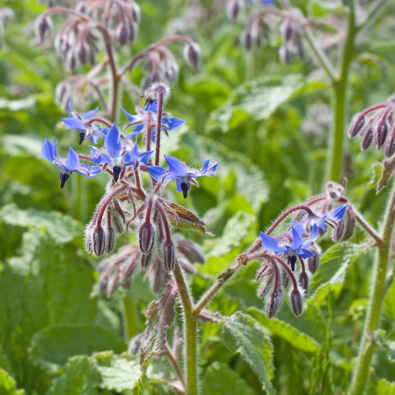 Borretsch blau, weiß