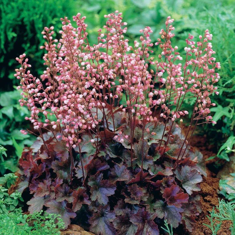 Purpurglöckchen Cassis