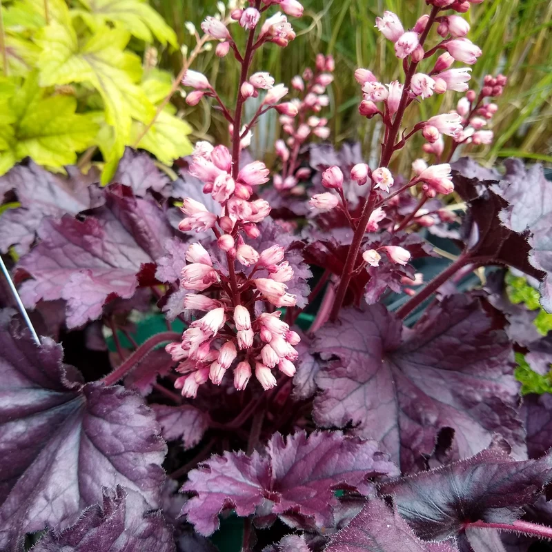 Purpurglöckchen Cassis