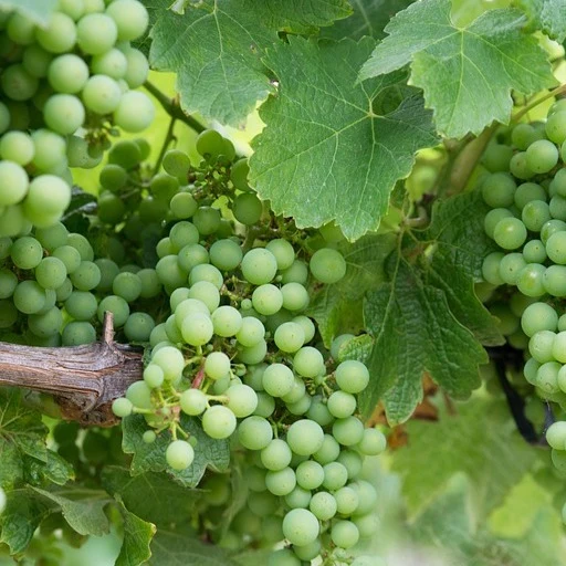 Weinrebe ‘Chardonnay’