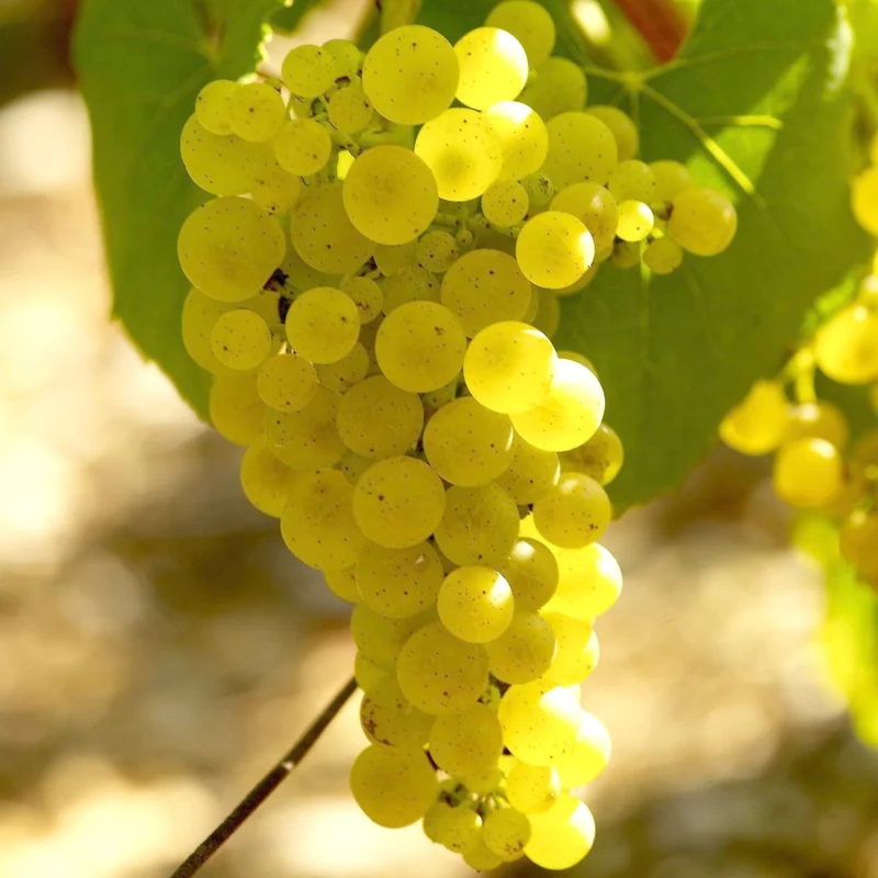 Weinrebe ‘Chardonnay’