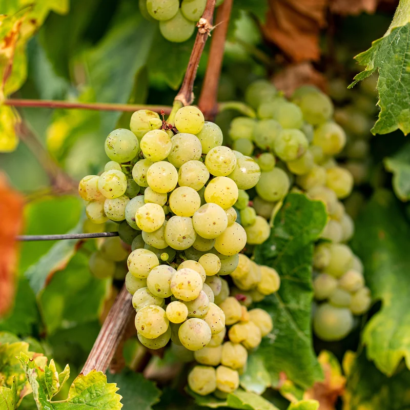 Weinrebe ‘Chardonnay’