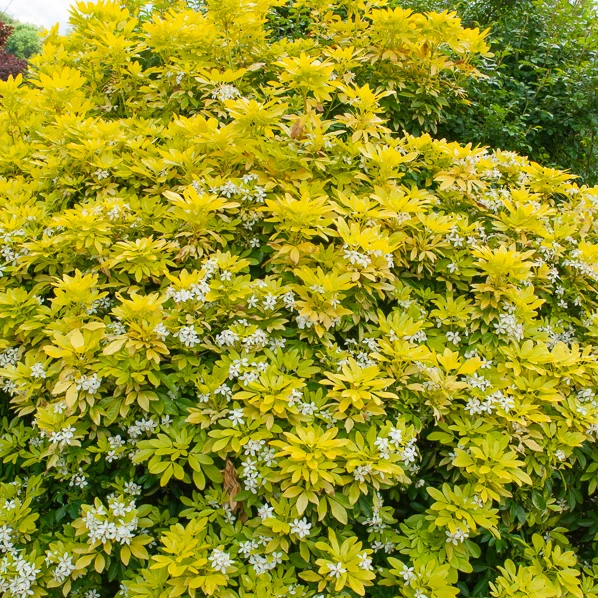 Orangenblume ‘Sundance’