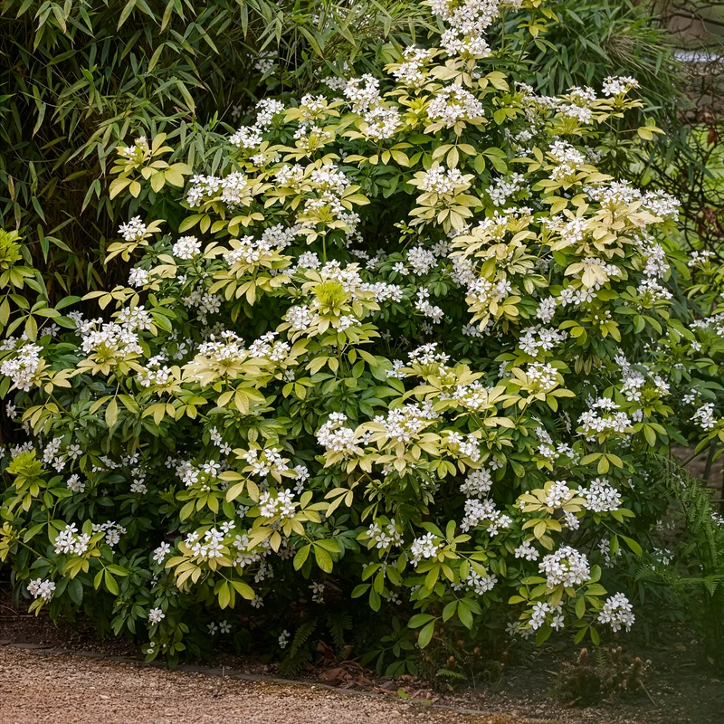 Orangenblume ‘Sundance’
