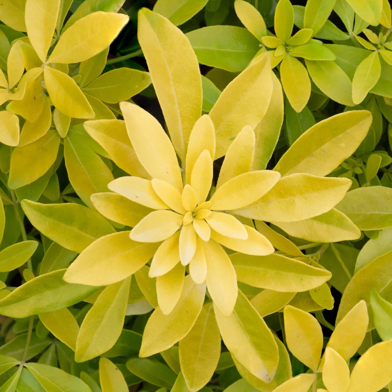Orangenblume ‘Sundance’