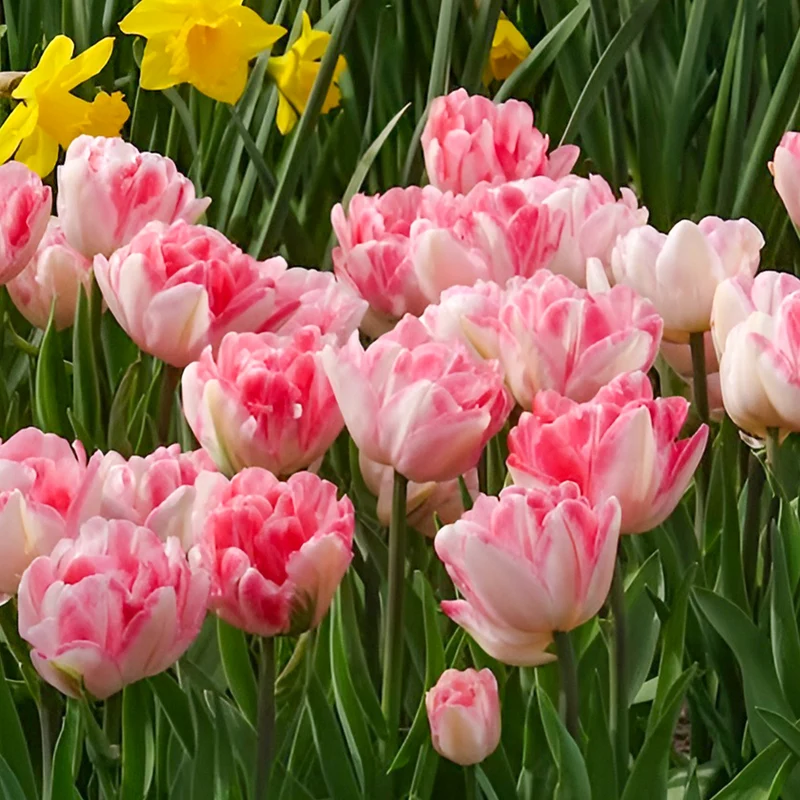 Tulpen 'Foxtrot' (x10)