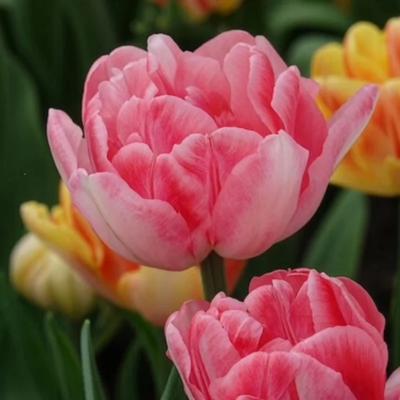 Tulpen 'Foxtrot' (x10)
