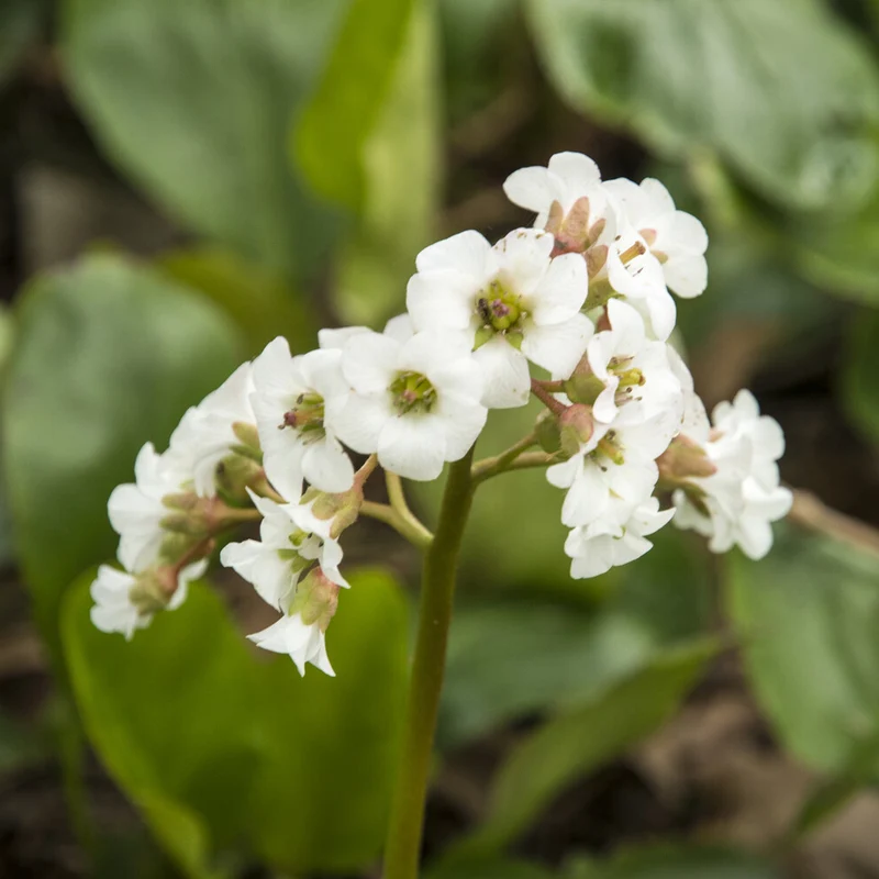 Bergenie ‘Bressingham White’