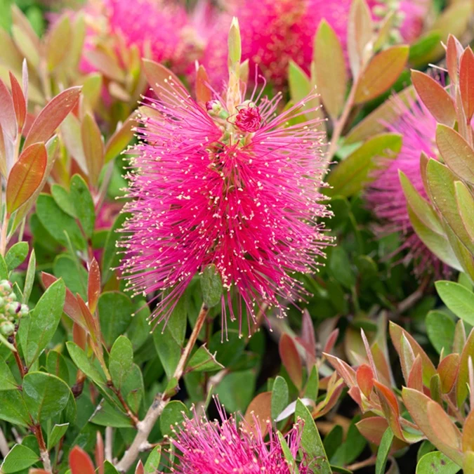 Zylinderputzer 'Hot Pink'