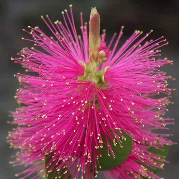 Zylinderputzer 'Hot Pink'