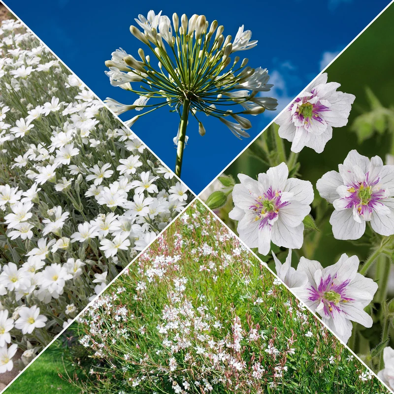 Stauden-Kollektion mit weißen Blüten (x9)