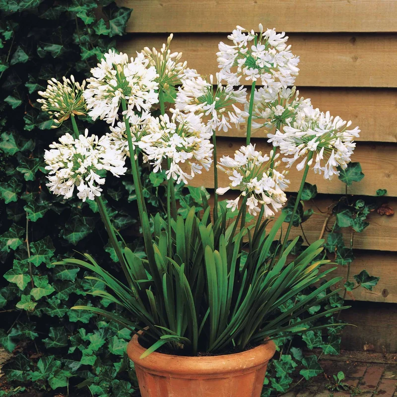 Stauden-Kollektion mit weißen Blüten (x9)