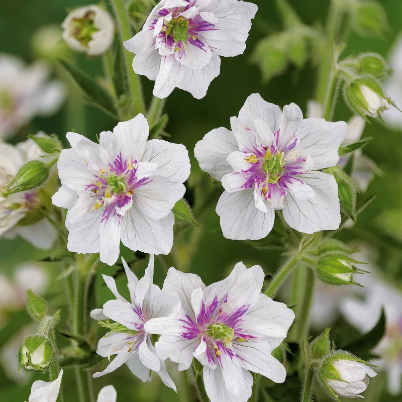 Stauden-Kollektion mit weißen Blüten (x9)