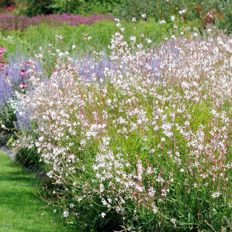 Stauden-Kollektion mit weißen Blüten (x9)