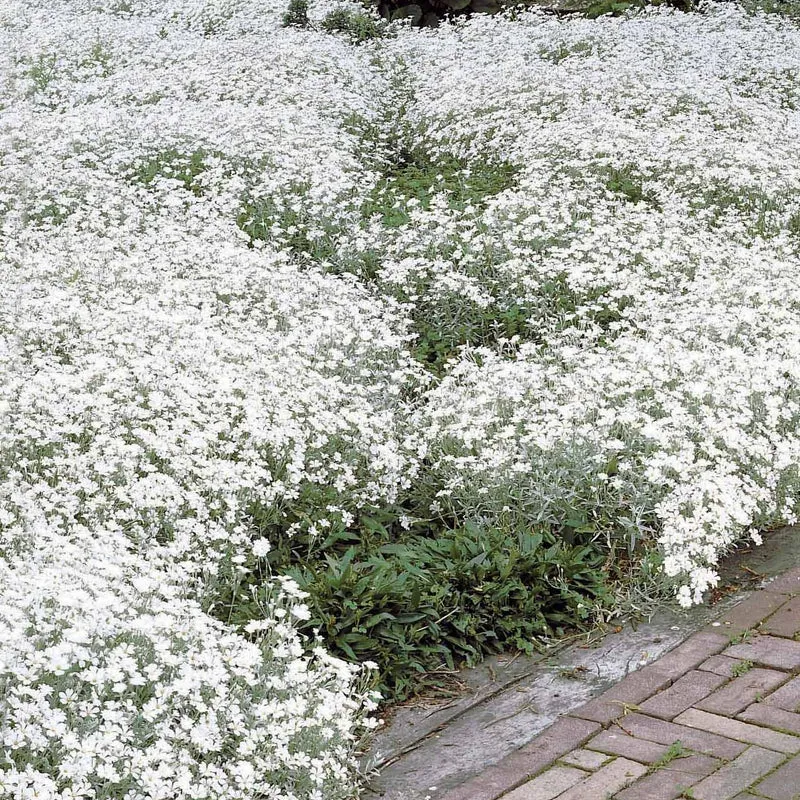 Stauden-Kollektion mit weißen Blüten (x9)