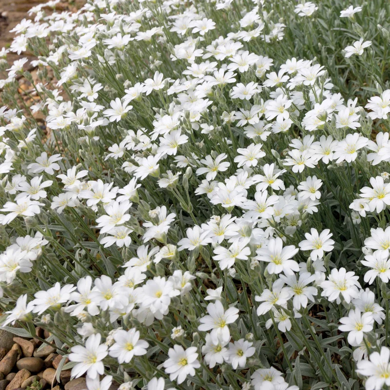 Stauden-Kollektion mit weißen Blüten (x9)