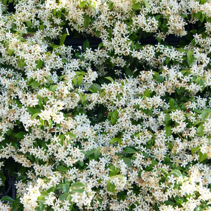 Kletterpflanzen-Kollektion mit reicher Blüte (x3)