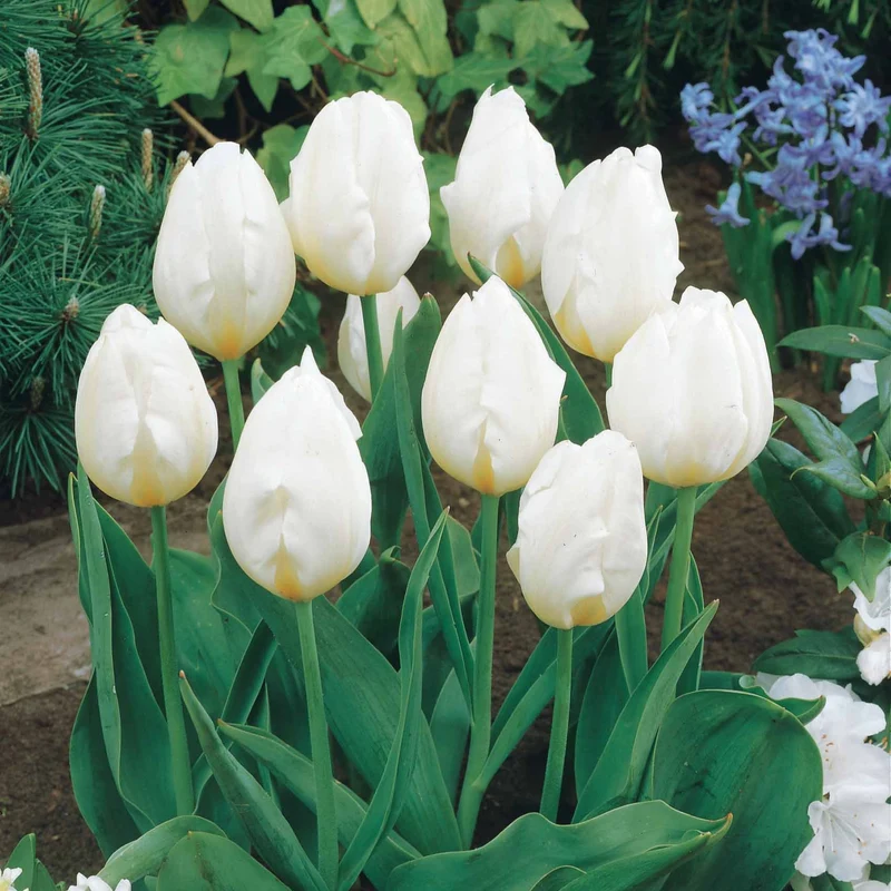 Langstielige Tulpen-Kollektion (x20)
