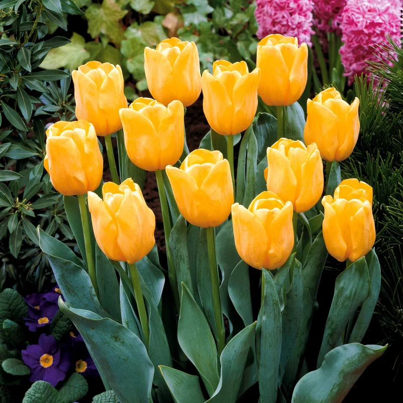 Langstielige Tulpen-Kollektion (x20)