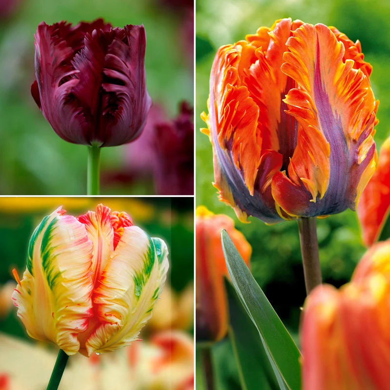 Papagei-Tulpen Kollektion (x24)