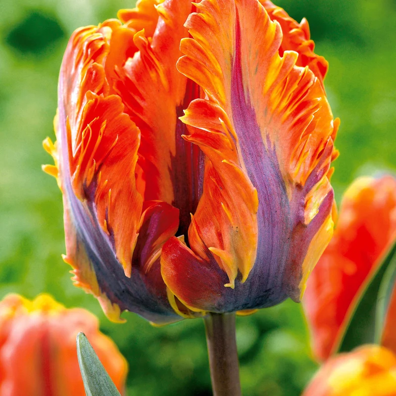 Papagei-Tulpen Kollektion (x24)