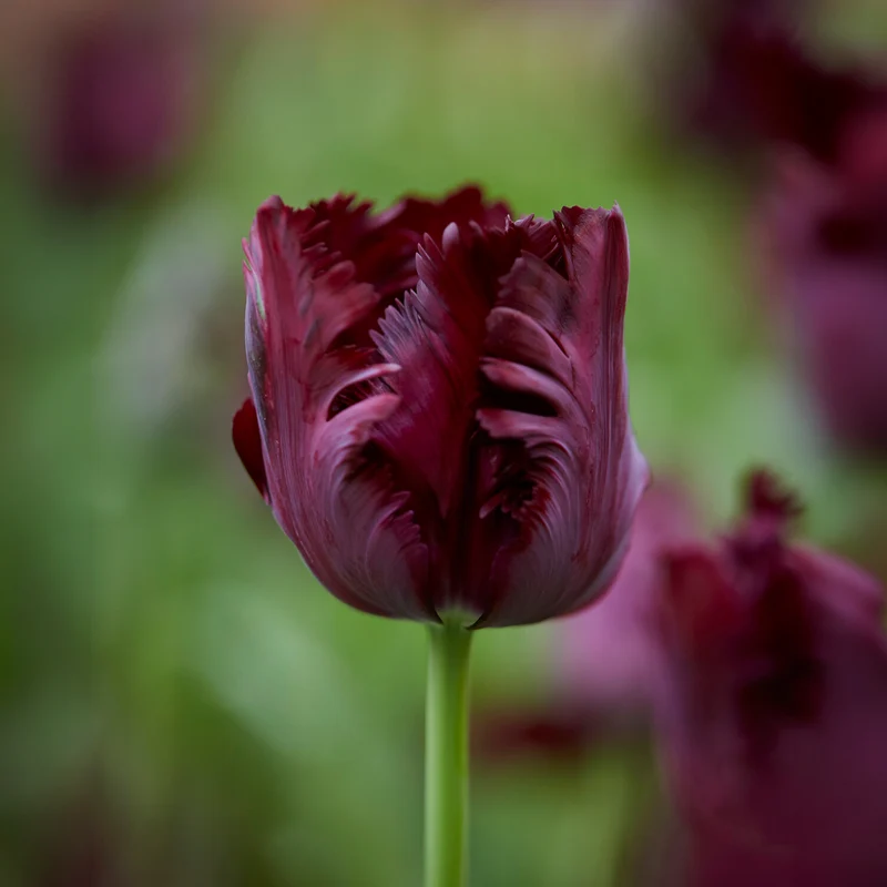 Papagei-Tulpen Kollektion (x24)