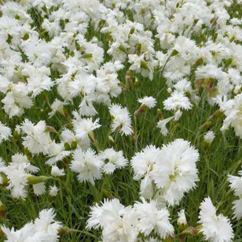 Feder Nelke 'Alba Plenus'