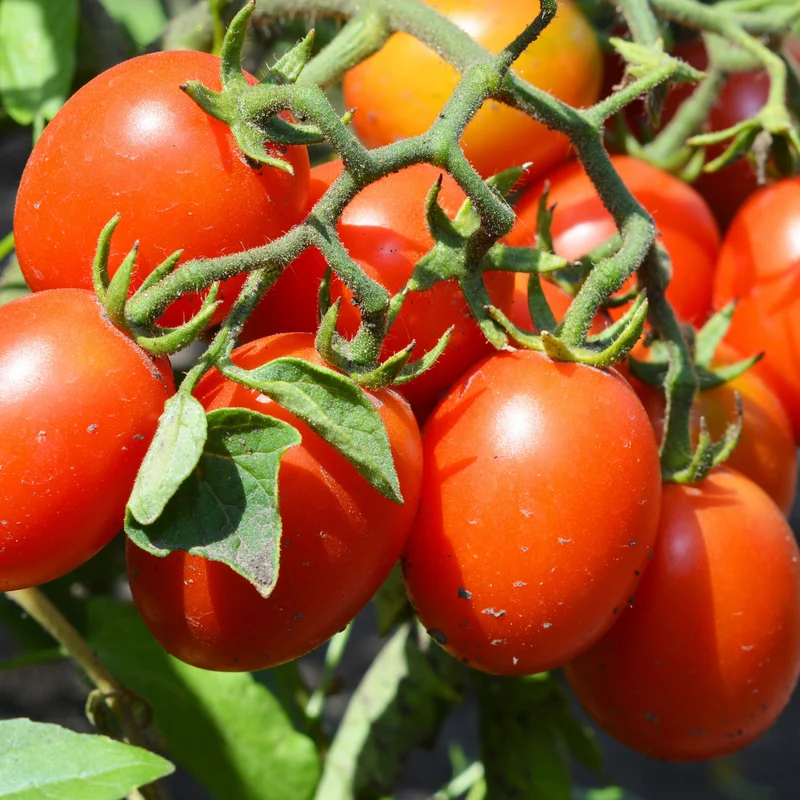 Tomate ‘Olivette Roma’ Pflanzen (x3)