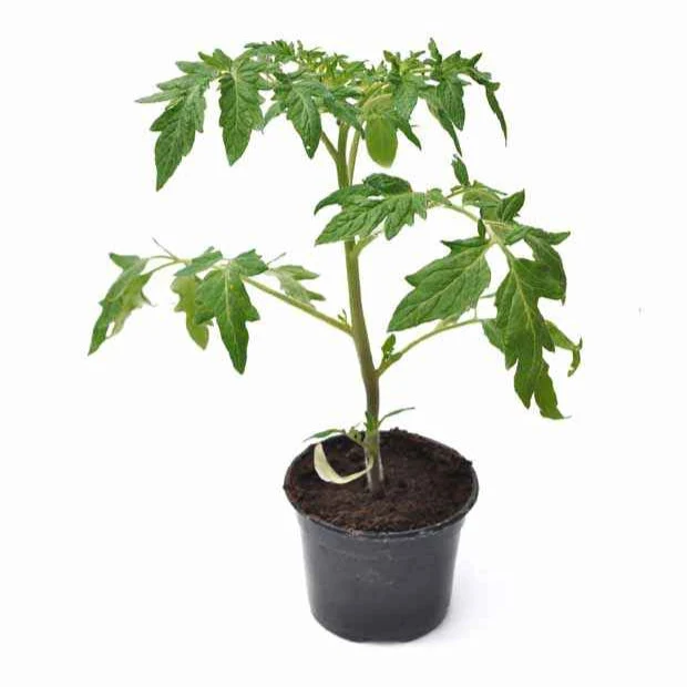 Tomate ‘Olivette Roma’ Pflanzen (x3)