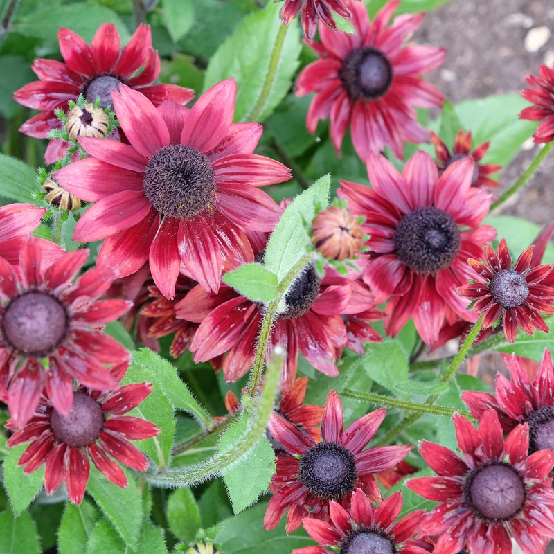 Sonnenhut Cherry Brandy (x2)