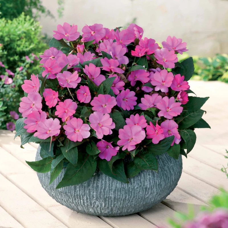 SunPatiens rosa-lila (x3)