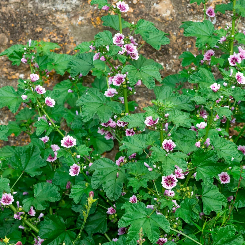 Wilde Malve Zebrina (x2)
