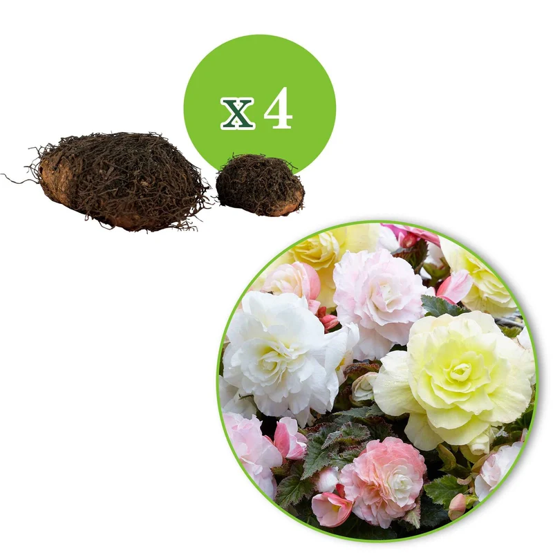 Knollenbegonien Mischung 'Wummi' (x4)