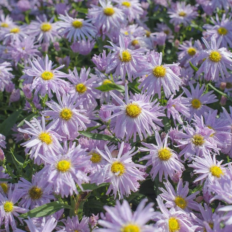 Glattblatt-Aster 'Fellowship'
