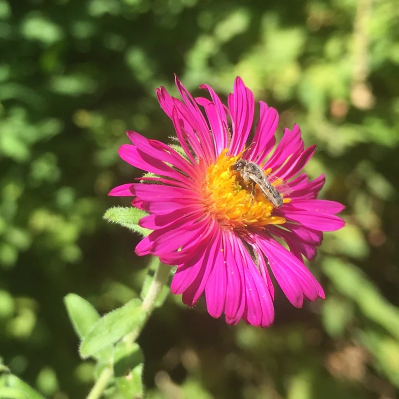 Raublatt-Aster ‘Septemberrubin’