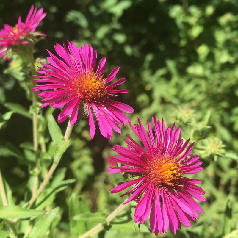 Raublatt-Aster ‘Septemberrubin’