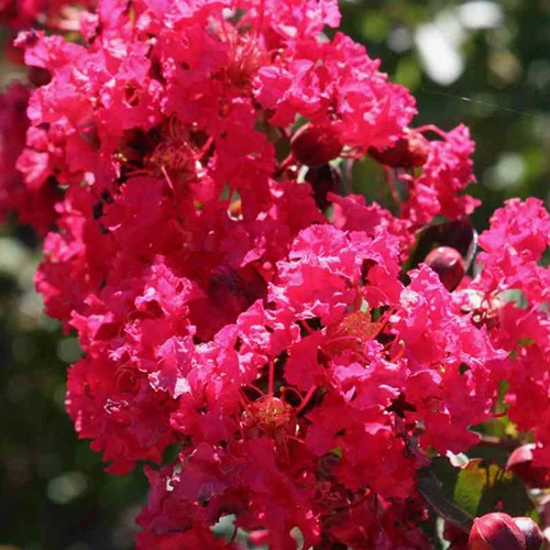 Kreppmyrte ‘Petite Red’