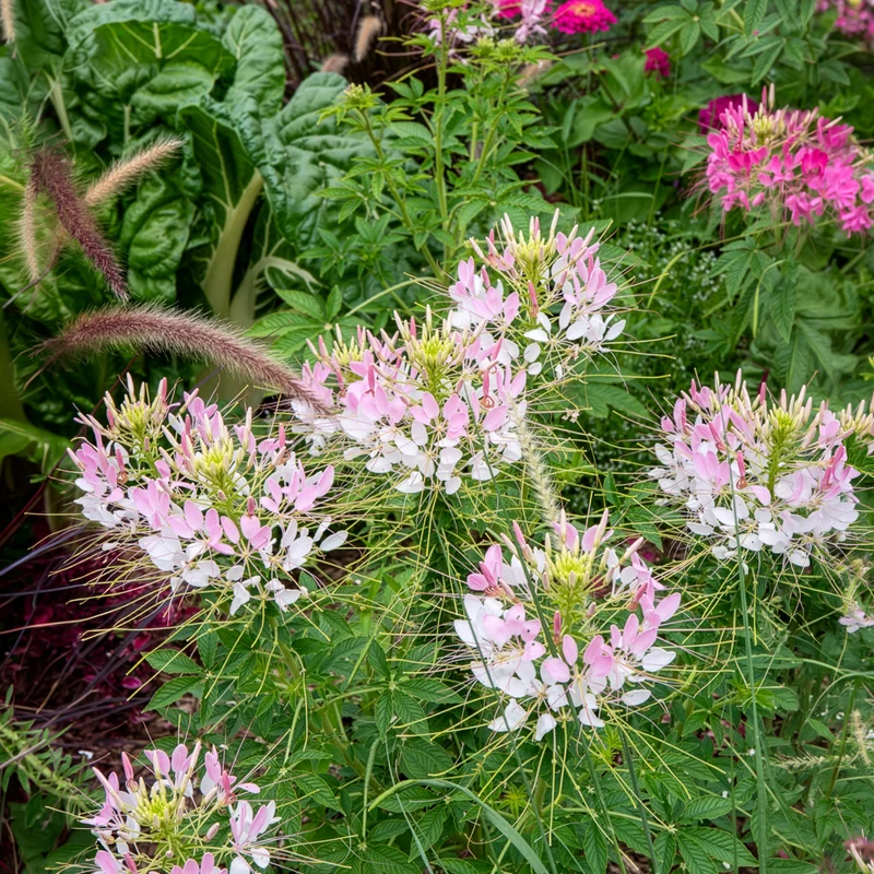 Dornige Cleome Rose Beauty