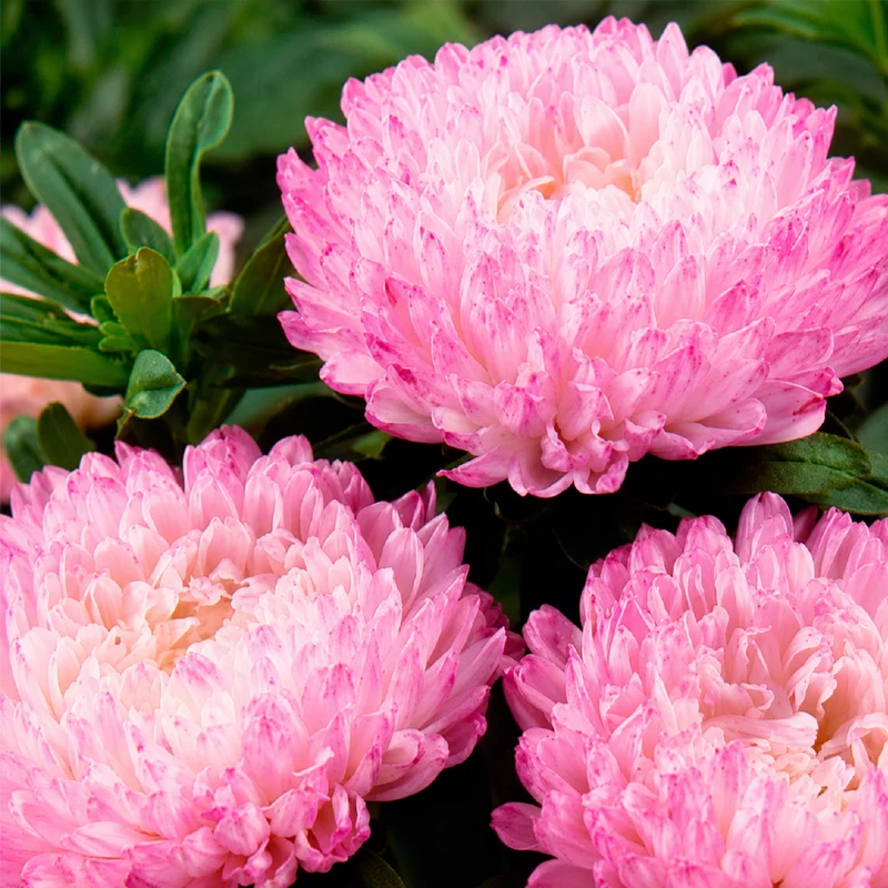 Sommeraster Garden Jewel rosa