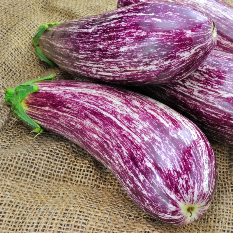 Aubergine 'Listada de Gandia'