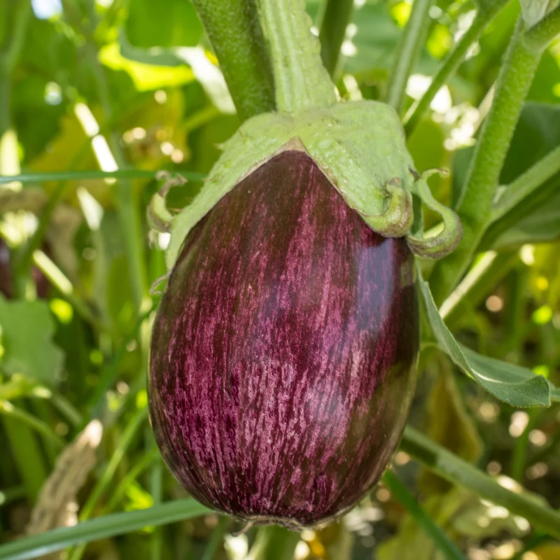 Aubergine 'Listada de Gandia'