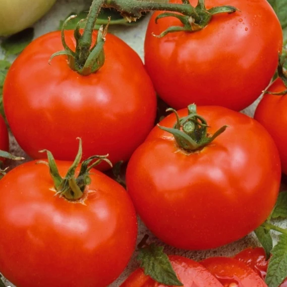 Tomate 'Moneymaker'