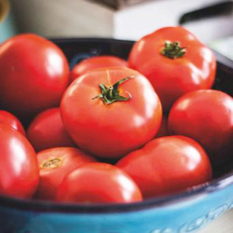 Tomate 'Moneymaker'