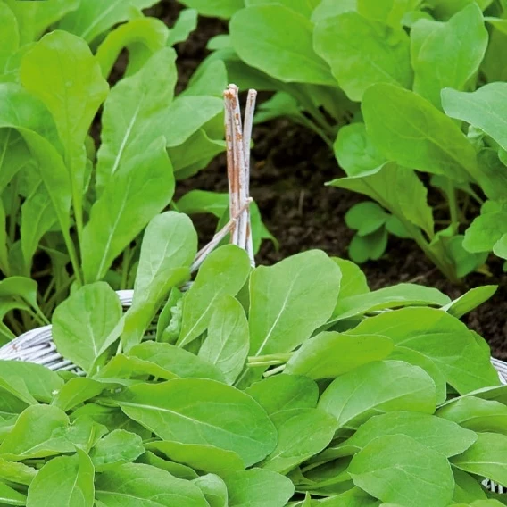 Rucola Pronto