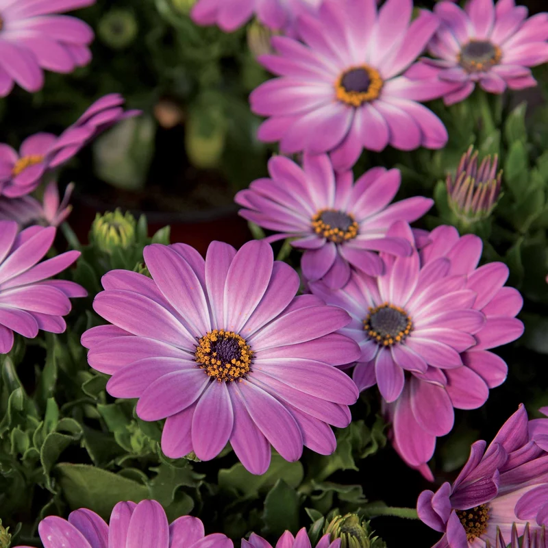 Kapkörbchen ‘Pink Flare’ (x3)