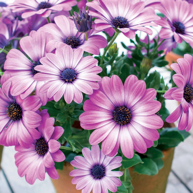 Kapkörbchen ‘Pink Flare’ (x3)
