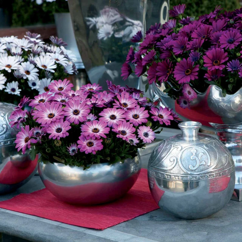 Kapkörbchen ‘Pink Flare’ (x3)