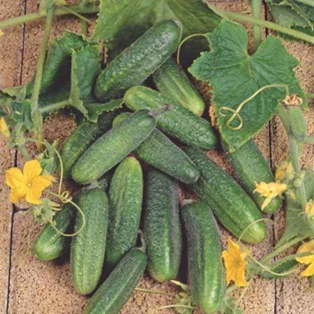 Einlegegurke ‘Hokus’