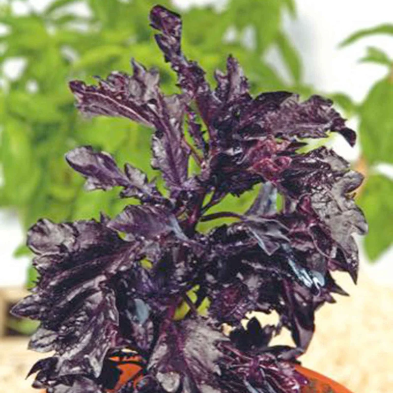 Basilikum 'Purple Ruffles'