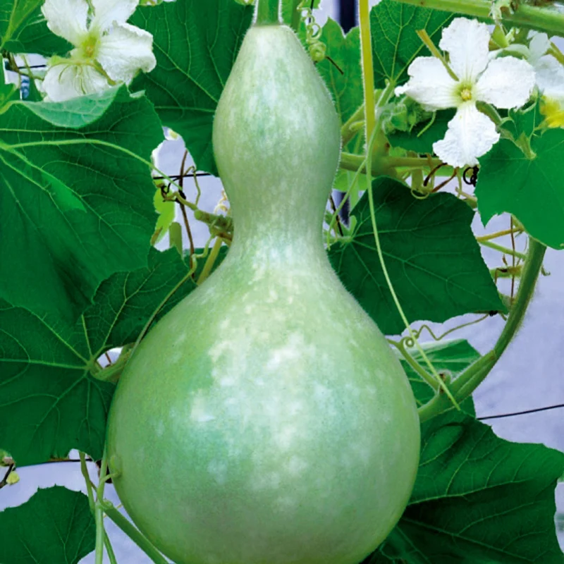 Flaschenkürbis